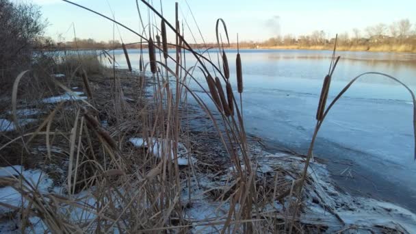 Gyönyörű Nád Folyón Télen Téli Havas Este Fagyasztott Folyó Nád — Stock videók