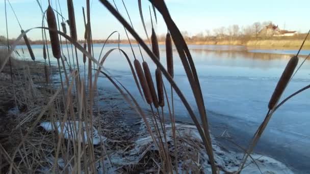 Belle Canne Sul Fiume Inverno Serata Invernale Innevata Fiume Canne — Video Stock