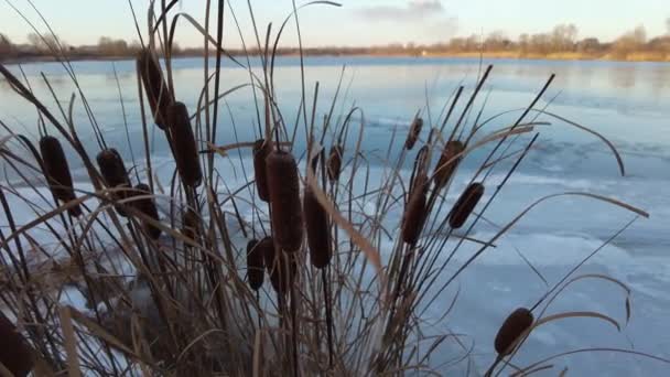 冬の川の美しい葦 冬の雪の夜 凍った川と葦 美しい冬の自然 自然の背景 川のそばに葦 美しい川だ — ストック動画