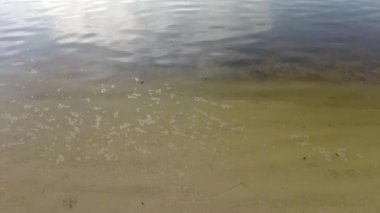 Nehirdeki temiz su. Nehrin dibinde temiz kum var. Sakin su. Güzel nehir kıyısı