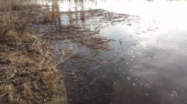 Nehirdeki temiz su. Nehrin dibinde temiz kum var. Sakin su. Güzel nehir kıyısı