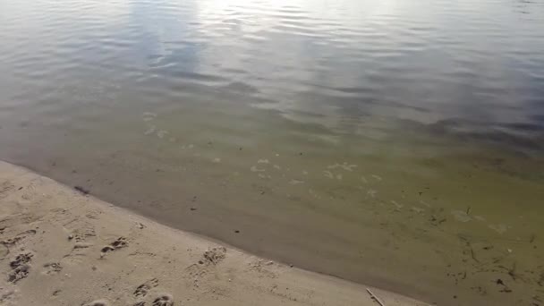 清澈的河水 河底的沙地很干净 平静的水 美丽的河岸 — 图库视频影像
