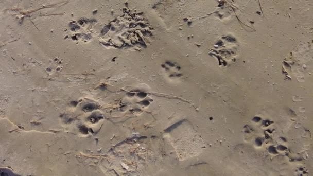 Sandavtryck Fotspår Sanden Vacker Sand Stranden Flodstrand Och Flod — Stockvideo