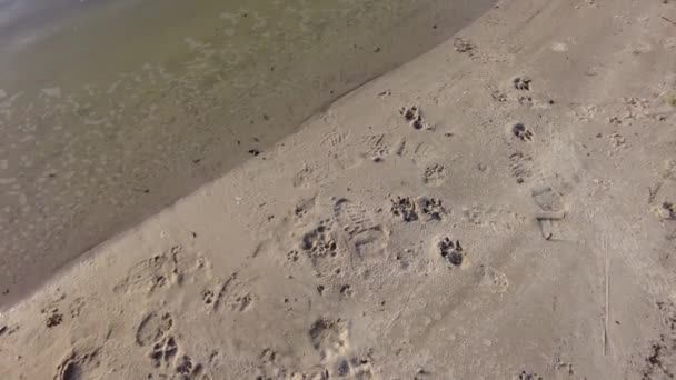 Sandavtryck Fotspår Sanden Vacker Sand Stranden Flodstrand Och Flod — Stockvideo