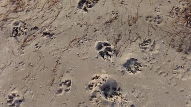 Sand Prints Footprints Sand Beautiful Sand Shore River Beach River — Stock Video