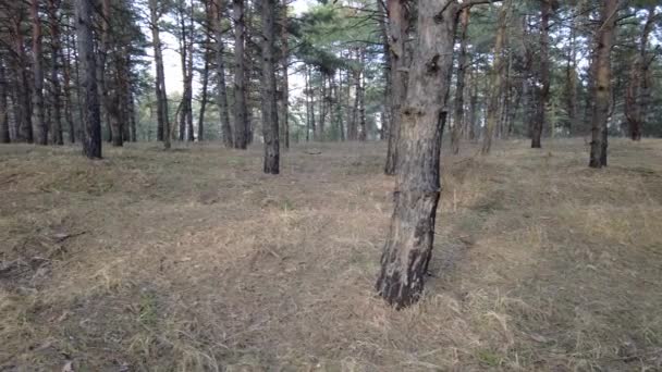 Pine Forest Early Spring Walk Woods Tall Beautiful Pines — Stock Video