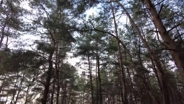 早春の松林 森の中を歩いて 背の高い美しい松 — ストック動画