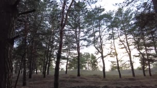 Pine Forest Early Spring Walk Woods Tall Beautiful Pines — Stock Video