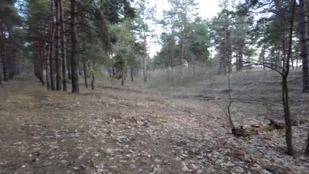 Pine Forest Early Spring Walk Woods Tall Beautiful Pines — Stock Video