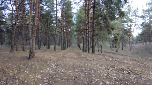 Kiefernwald Frühjahr Spaziergang Wald Hohe Schöne Kiefern — Stockvideo