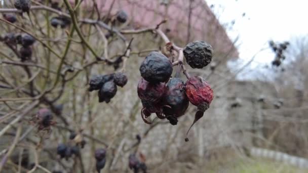 干浆果在树枝上 干蔷薇 褐色腐烂的浆果 — 图库视频影像
