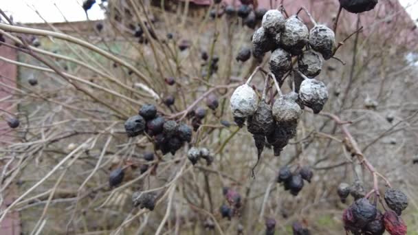 Dry Berries Branch Dried Rosehip Brown Rotten Berries — Stock Video