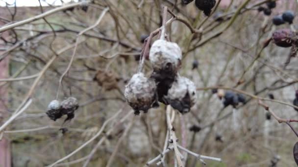 Baies Sèches Sur Une Branche Rose Musquée Séchée Baies Brunes — Video