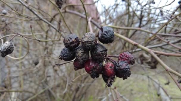 Dry Berries Branch Dried Rosehip Brown Rotten Berries — Stock Video