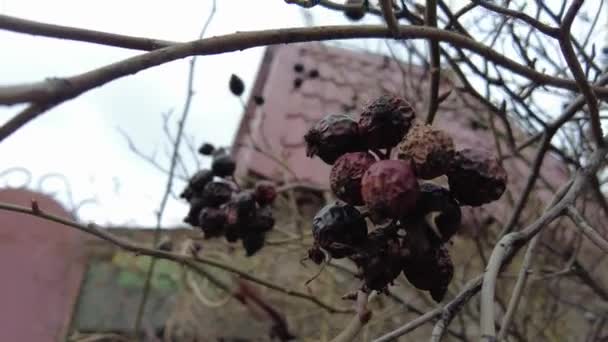 Trockene Beeren Auf Einem Zweig Getrocknete Hagebutten Braune Faule Beeren — Stockvideo