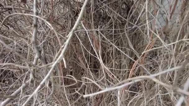 Dense Dry Thickets Lot Dry Branches Dense Dry Thickets Lot — Stock Video