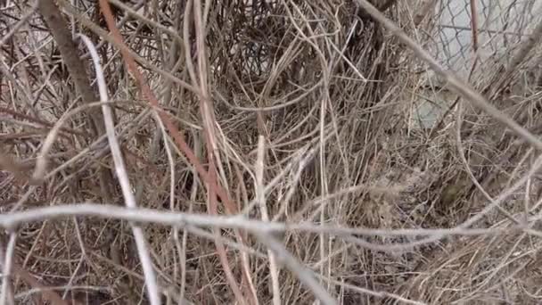 Dense Dry Thickets Lot Dry Branches Dense Dry Thickets Lot — Stock Video