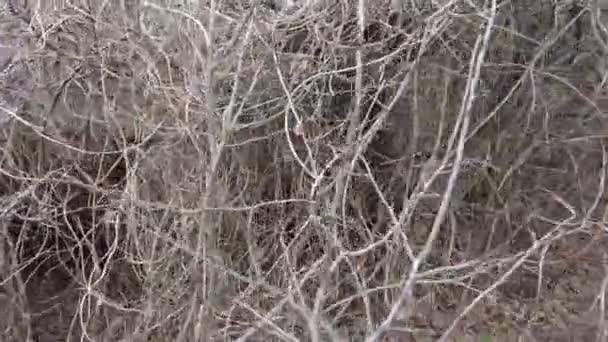 Dense Dry Thickets Lot Dry Branches Dense Dry Thickets Lot — Stock Video