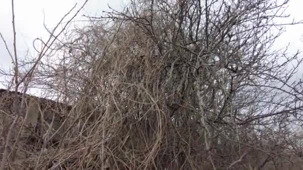 Yoğun Kuru Çalılıklar Bir Sürü Kuru Dal Var Yoğun Kuru — Stok video