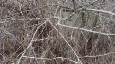 Yoğun kuru çalılıklar. Bir sürü kuru dal var. Yoğun kuru çalılıklar. Bir sürü kuru dal var. Doğadaki birçok kara kuru bitkinin manzarası.