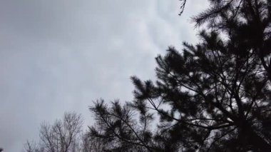 drone flight between branches. Drone flight is very close to tree branches. Flying between pine branches. Aerial view. pine branches against the sky. tree branches in the wind