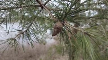 small cones on a branch. pine branches in the wind. Close-up view of pine branch swaying on the wind. Small pine cones covered with snow hangs on the branch. It is snowing. Winter weather forecast theme.