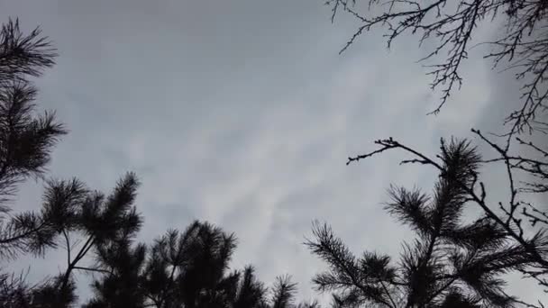 Drone Flight Branches Drone Flight Very Close Tree Branches Flying — Vídeo de stock