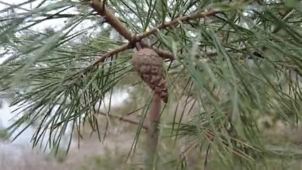 Small Cones Branch Pine Branches Wind Close View Pine Branch — Αρχείο Βίντεο