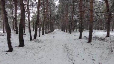 Ağaçları ve zemini karla kaplı kış ormanı. Soğuk bir kış gününde, yerde ve dallarda karla kaplı siyah ladin ağaçlarıyla dolu bir ormanın manzara fotoğrafı..