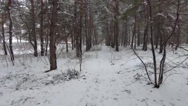 冬天的森林 树上和地板上都有雪 在寒冷的冬日里 森林里满是黑云杉 地面上和树枝上都有大雪 这是一张风景画 — 图库视频影像