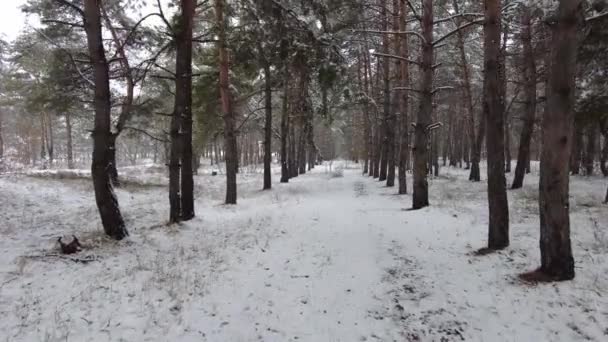 Ağaçları Zemini Karla Kaplı Kış Ormanı Soğuk Bir Kış Gününde — Stok video