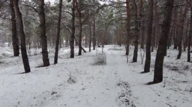 Ağaçları ve zemini karla kaplı kış ormanı. Soğuk bir kış gününde, yerde ve dallarda karla kaplı siyah ladin ağaçlarıyla dolu bir ormanın manzara fotoğrafı..
