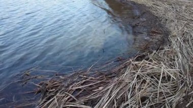 Mavi berrak su ve nehir kıyısı. Sazlıklar kıyıda yatıyor. Karla kaplı kıyıların ve güneş ışığının yansıması. Doğal doku ve doğal renk. Yaşlı sazlar yerde ve genç sazlıklar