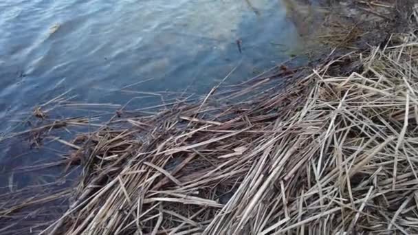 Blue Clear Water River Bank Reeds Lie Shore Reflection Snow — Stock Video