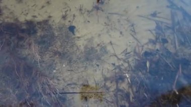 Nehirdeki temiz su. Nehir dibi ve temiz su. Altta algler var. Orman gölünün yüzeyindeki bulutların yansıması.