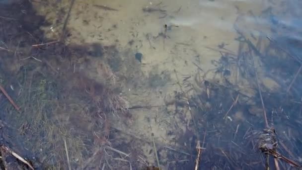 川の中の澄んだ水 川の底と澄んだ水 底に藻がいる 森の湖の水面の雲の反射 — ストック動画