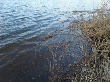 Mavi berrak su ve nehir kıyısı. Sazlıklar kıyıda yatıyor. Karla kaplı kıyıların ve güneş ışığının yansıması. Doğal doku ve doğal renk. Yaşlı sazlar yerde ve genç sazlıklar