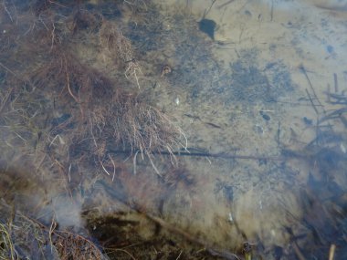 Nehirdeki temiz su. Nehir dibi ve temiz su. Altta algler var. Orman gölünün yüzeyindeki bulutların yansıması.