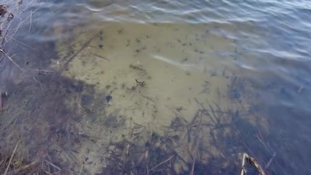 Eau Claire Dans Rivière Fond Rivière Eau Claire Algues Fond — Video