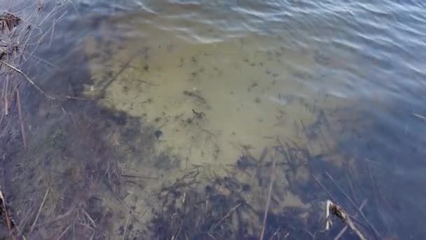 Acqua Limpida Nel Fiume Fondo Del Fiume Acqua Limpida Alghe — Video Stock