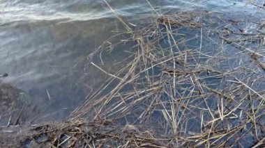 Nehirdeki temiz su. Nehir dibi ve temiz su. Altta algler var. Orman gölünün yüzeyindeki bulutların yansıması.