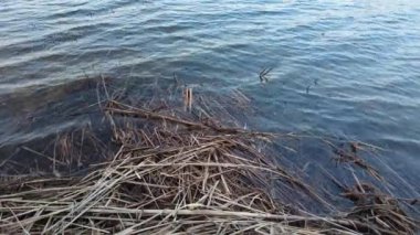 Nehirdeki temiz su. Nehir dibi ve temiz su. Altta algler var. Orman gölünün yüzeyindeki bulutların yansıması.
