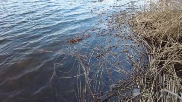 蓝色清澈的水和河岸 芦苇躺在岸上 反射着白雪覆盖的河岸和耀眼的阳光 自然的质感和自然的色彩 老芦苇躺在地上 小芦苇躺在地上 — 图库视频影像
