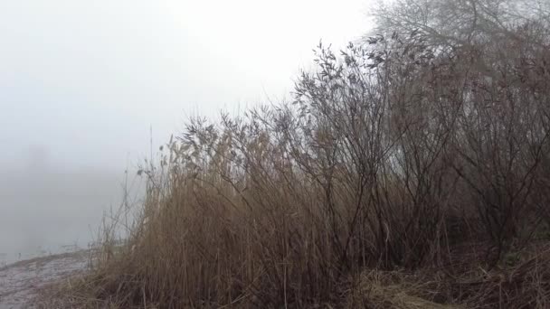 Brouillard Épais Sur Rivière Eau Dans Brouillard Paysage Avec Eau — Video