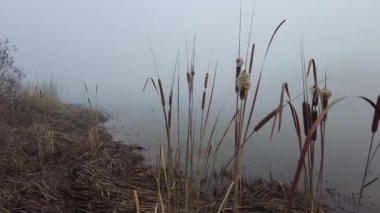 Nehirde yoğun sis var. Siste su var. Su ve sisli manzara.
