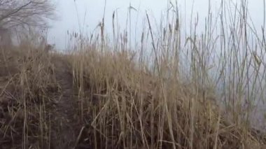 Nehirde yoğun sis var. Siste su var. Su ve sisli manzara.