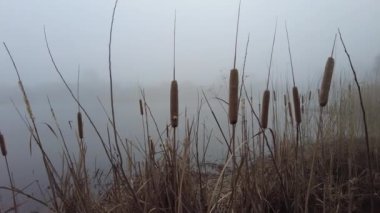 Nehirde yoğun sis var. Siste su var. Su ve sisli manzara.
