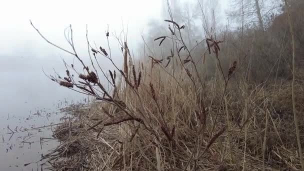 川の濃霧 霧の中の水 水と霧の風景 — ストック動画