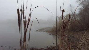 Nehirde yoğun sis var. Siste su var. Su ve sisli manzara.