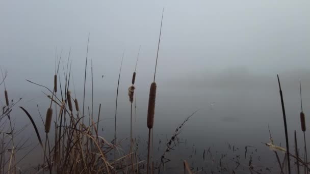 Niebla Espesa Río Agua Niebla Paisaje Con Agua Niebla — Vídeo de stock